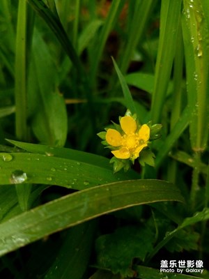 花花草草之 蛇莓