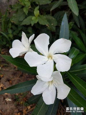 花花草草之 周边的夹竹桃