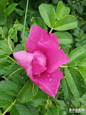 花开半夏日初长