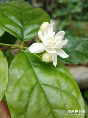 花花草草之 茉莉花开