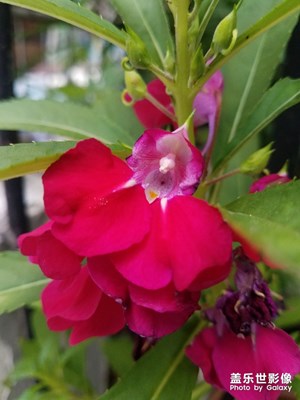 花花草草之 杂乱几张