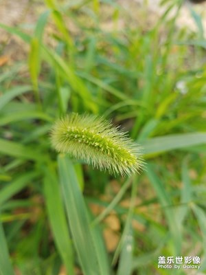 花花草草之 楼下野草
