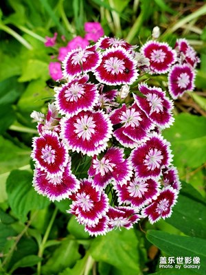 缱绻飞花迷夏日