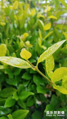 雨滴
