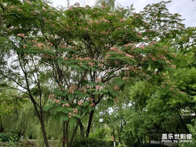 【走进夏天】+夏日随手拍