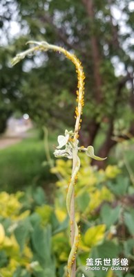 【走进夏天】+小小生态圈