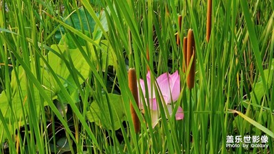 芳菲六月