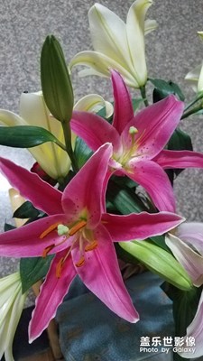 花花草草之 百合陆续开放