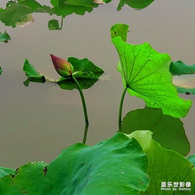 一池浑水，几片残荷。