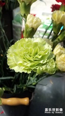 最后几枝康乃馨