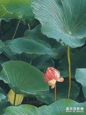 手机拍摄    我眼中的夏日荷花