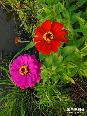 路边的小花。。。。。