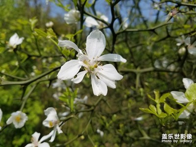 【色彩系列之白色】+我爱你的洁白芬芳