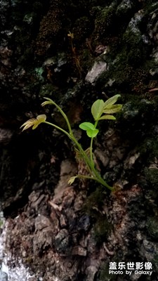 老树发新芽