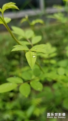 雨后玫瑰