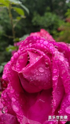 雨后的玫瑰🌹