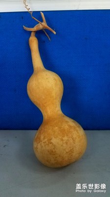 大葫芦