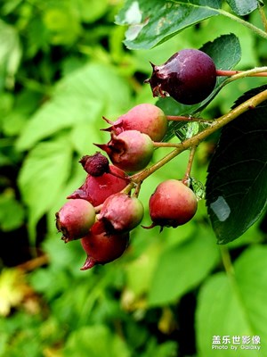 野果野花处处鲜