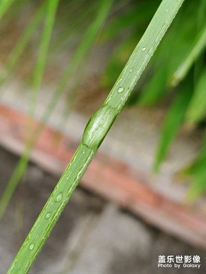雨天微距一张