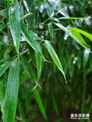 雨打竹叶