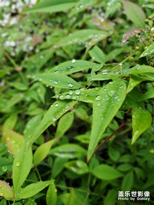 一天了雨还没干