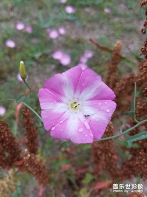 雨后喇叭花