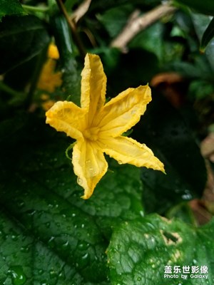 啥花？结啥瓜