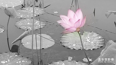 出水芙蓉