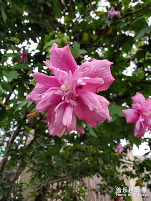 黄梅雨后