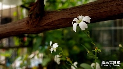 纤细的美丽