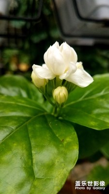 好一朵美丽的茉莉花