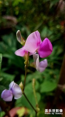 豆角花再发