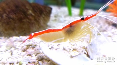 海洋