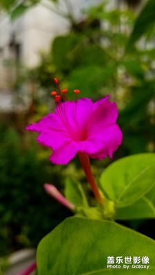 紫茉莉