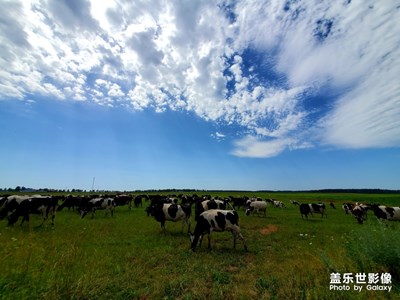 白云芳草空悠悠