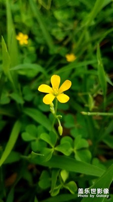 小野花继续