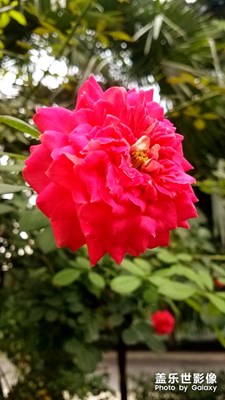 两朵花