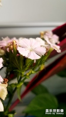 石竹