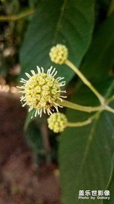 “病毒”来袭