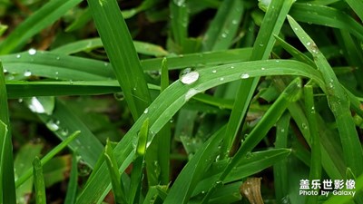 雨后小草