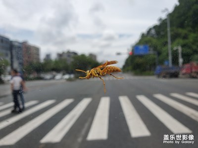 大黄蜂