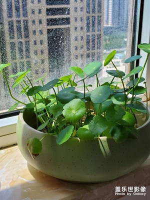 家里养的绿植