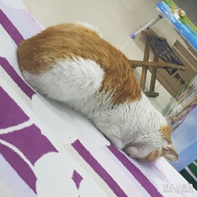 这是什么造型啊？