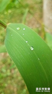 绿叶与雨滴