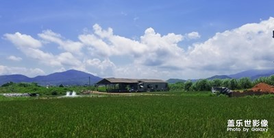 【盛夏光年】夏日村景