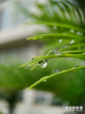 雨后的铁树