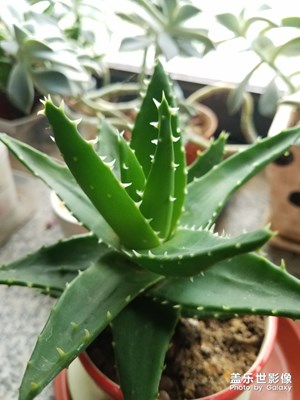 小芦荟