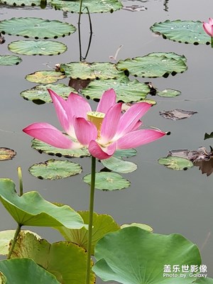 荷花(3)