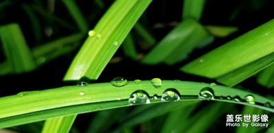 雨后珍珠