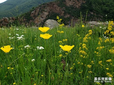 花草世界